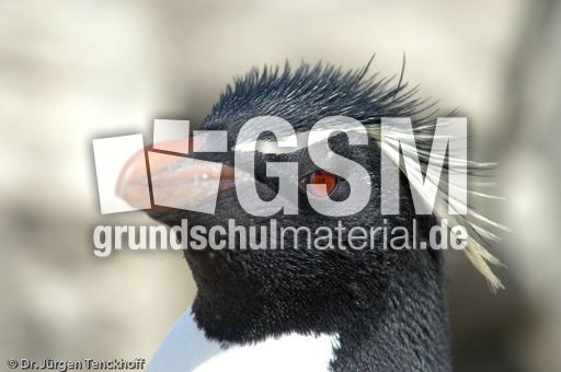 Felsenpinguine (23 von 40).jpg